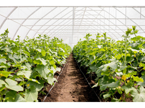 Модульні тепличні комплекси на алюмінієвих профілях для цілорічного вирощування